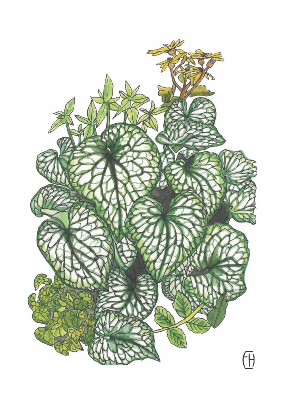 Brunnera Botanical